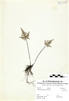 藏品(長柄粉背蕨)的圖片